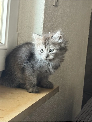Noch 2 kleine Maine Coon Mix Kitten suchen ein liebevolles Zuhause 