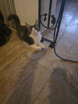 Maine Coon Kater