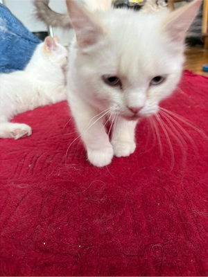 ragdol katyer