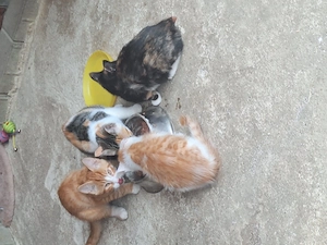 Mai Kätzchen, Kitten, Katzenkinder vom Bauernhof 