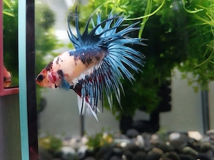 Betta Splendens Crowntail multicolour 
