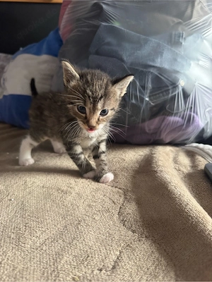 Ich suche ein neues zuhause, ich bin ein kater