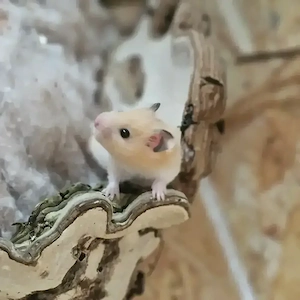 Liebevoll aufgezogener Goldhamster