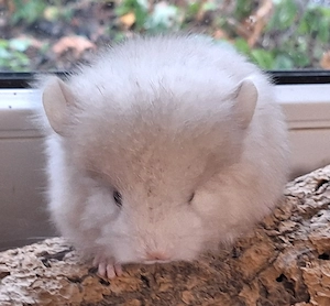Babyböckchen Angoras und Angoraträger auch BDT