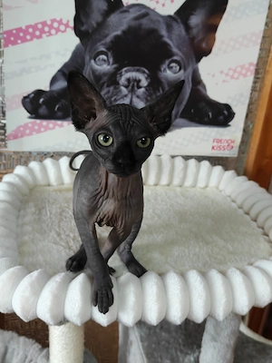 Canadian Sphynx Mädchen,