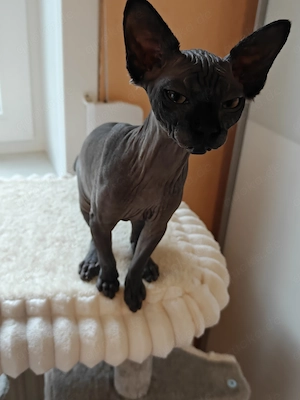 Sphynx Katze