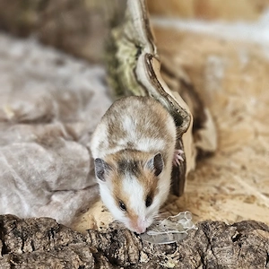 Liebevoll aufgezogene Gold und Teddyhamster 