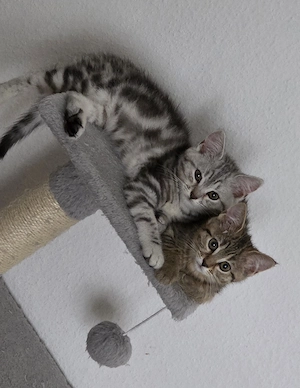 Reinrassige BKH Kitten 
