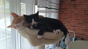 BKH Kitten Mädchen