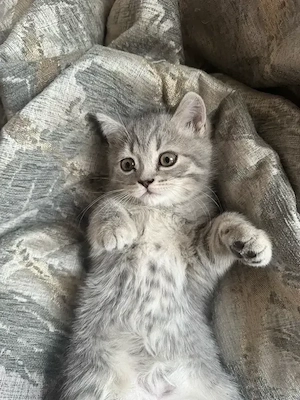 Babykatze BKH