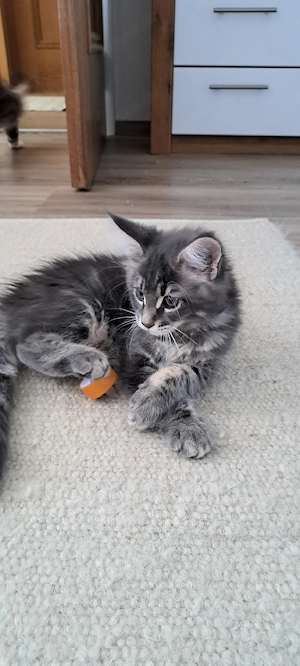 Maine Coon Kitten 