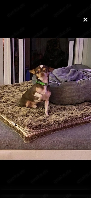 deckrüde chihuahua steht zum decken bereit