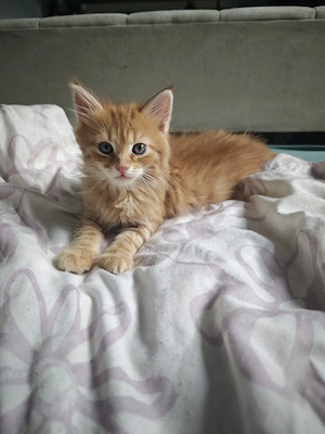 Mainecoon Mix Mädchen 