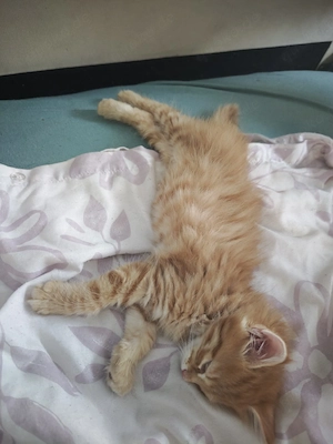 Mainecoon Reinrassig 