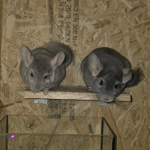 2 Chinchilla Böckchen zur Abgabe 