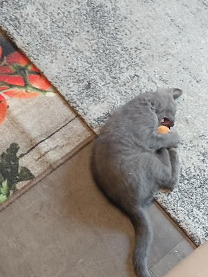 BKH , junge Kater, ca .3 Monate alt , abholreif, sucht neue Familie.