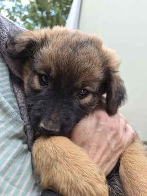 Harzer Fuchs Bordercollie Mischlinge 