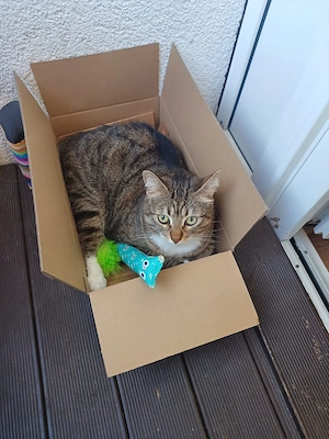 Katze Elli kastriert 11 Jahre 