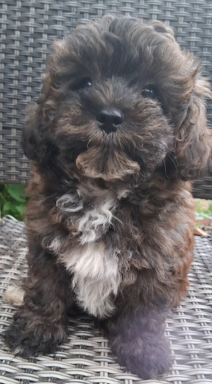 Havapoos Havaneser  Toypudel ähnlich Maltipoo