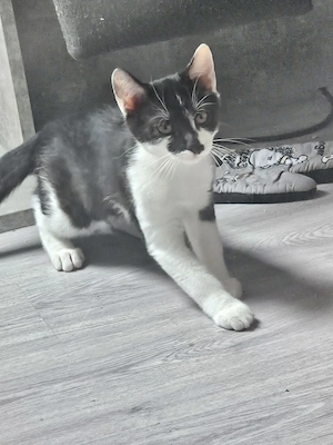 Babykatzen suchen ein schönes Zuhause