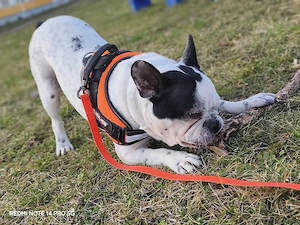 Französische Bulldogge 