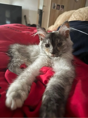 Maine Coon Kitten !!!Dringend!!!!