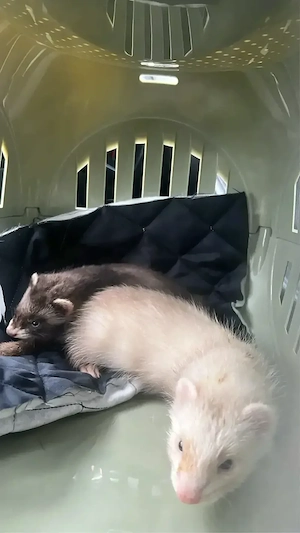 Frettchen-Pärchen (14 Wochen) sucht ein liebevolles Zuhause     