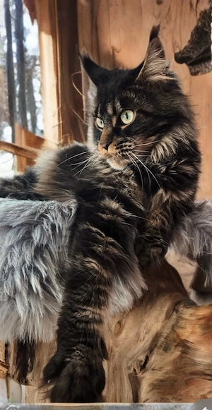 Maine Coon Kätzin mit Stammbaum