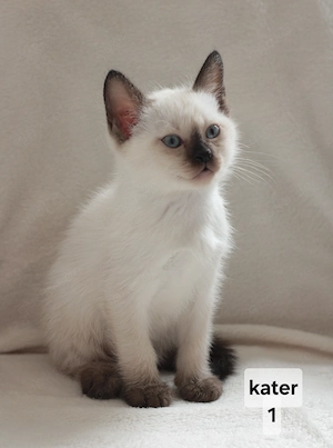 Thai siam kitten aus bestem haus 