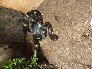 Amur-natter mit Terrarium 