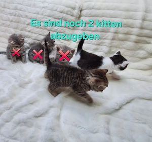  Wunderschöne BKH-Perser Mix Kitten abzugeben
