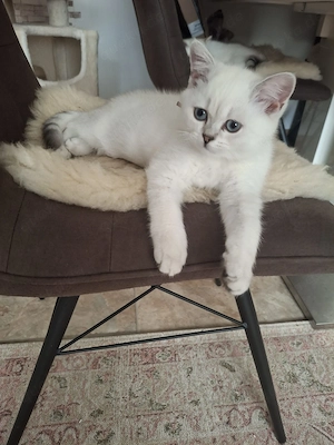 Reinrassige BKH Kitten.