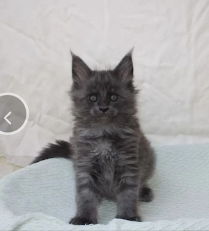 Maine Coon 