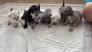 BKH Kitten suchen liebevolles zu Hause
