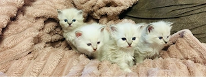 Heilige Birma kitten reinrassig