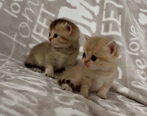 Bkh kitten ,Babykatzen mit blauen Augen 