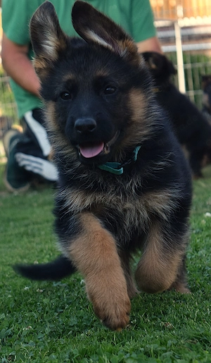 Aufgeweckte Schäferhund-Welpen suchen ab sofort ein schönes Zuhause!