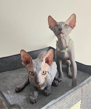  Canadian Sphynx mit Stammbaum 
