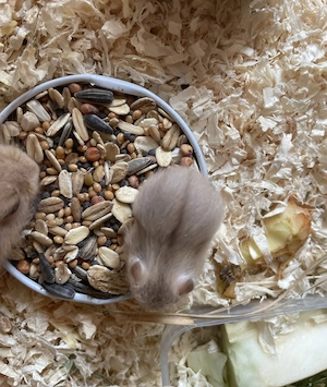 Campbell Hamster Babies
