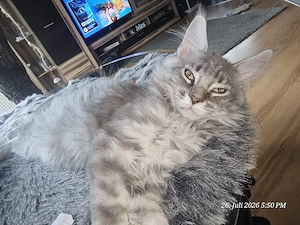 Maine Coon Kitten 