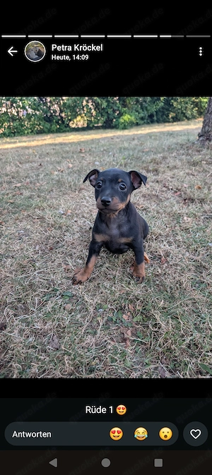 Prager Rattler Zwergpinscher mix