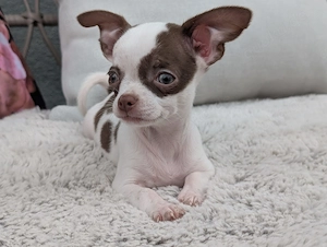 Ein Chihuahua-Rüde sucht ein liebevolles Zuhause