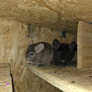 2 Chinchilla Böckchen zur Abgabe 
