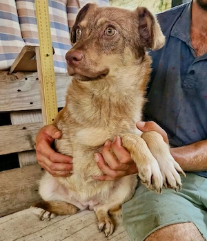 Sanfte Bambi sucht Menschen, die ihre Seele heilen