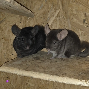 2 Chinchilla Böckchen zur Abgabe 