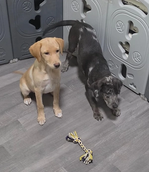 Labrador Mix Welpen.(Aussiedor)
