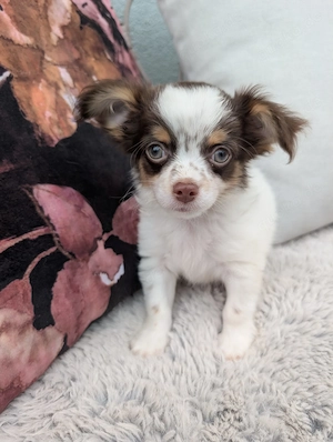 Ein Chihuahua-Rüde sucht ein liebevolles Zuhause