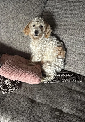 Cockapoo Rüde sucht noch sein für immer zuhause