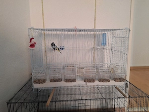 Weiblich zuverkaufen 