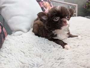 Ein Chihuahua-Mädchen sucht ein liebevolles Zuhause